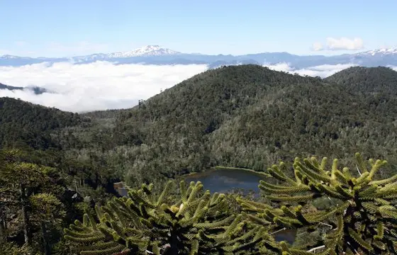 Araucarias y bosque con un lago pequeño entre cerros